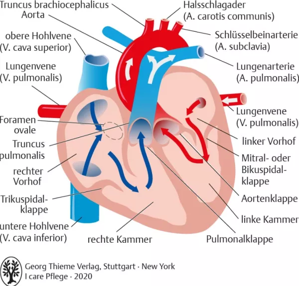 Bild: I care Pflege | Pflege bei speziellen Erkrankungen | Der Blutfluss durch das Herz (Grafik)