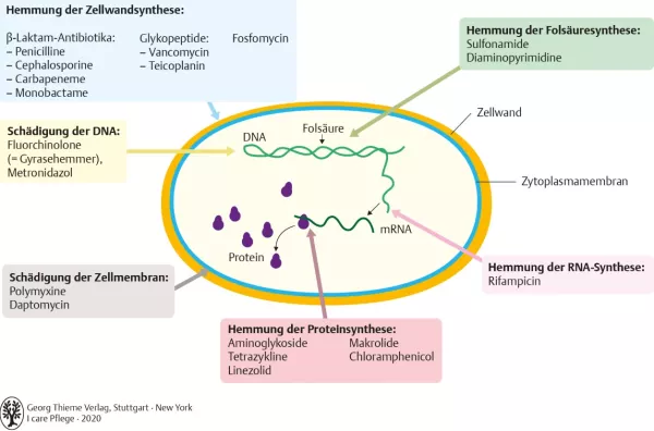 Bild: I care Krankheitslehre | Grundlagen | Angriffspunkte der Antibiotika (Grafik)