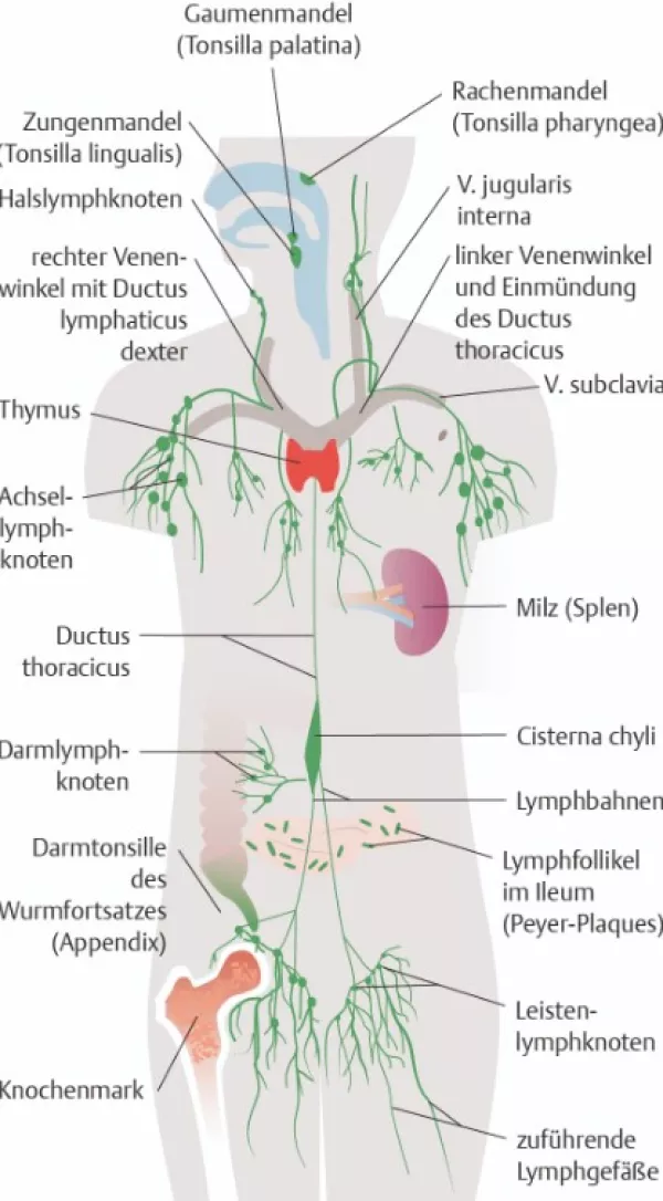 Bild: I care Krankheitslehre | Grundlagen | Organe des Immunsystems (Grafik)