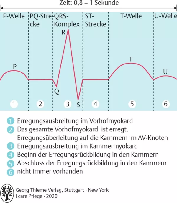 Bild: I care Krankheitslehre | Spezielle Krankheitslehre | Herzzyklus im normalen EKG (Grafik)