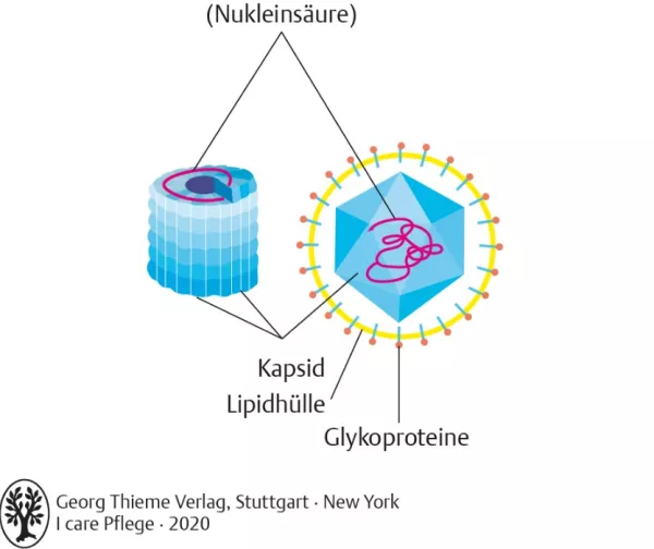Bild: I care Krankheitslehre | Grundlagen | Aufbau eines Viruspartikels mit Hülle (Grafik)