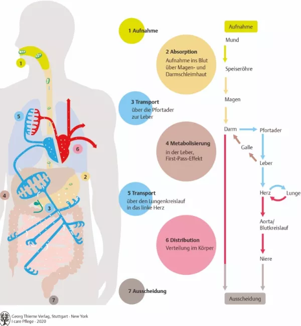 Bild: I care Krankheitslehre | Grundlagen | Der Weg des Wirkstoffs durch den Körper (Grafik)
