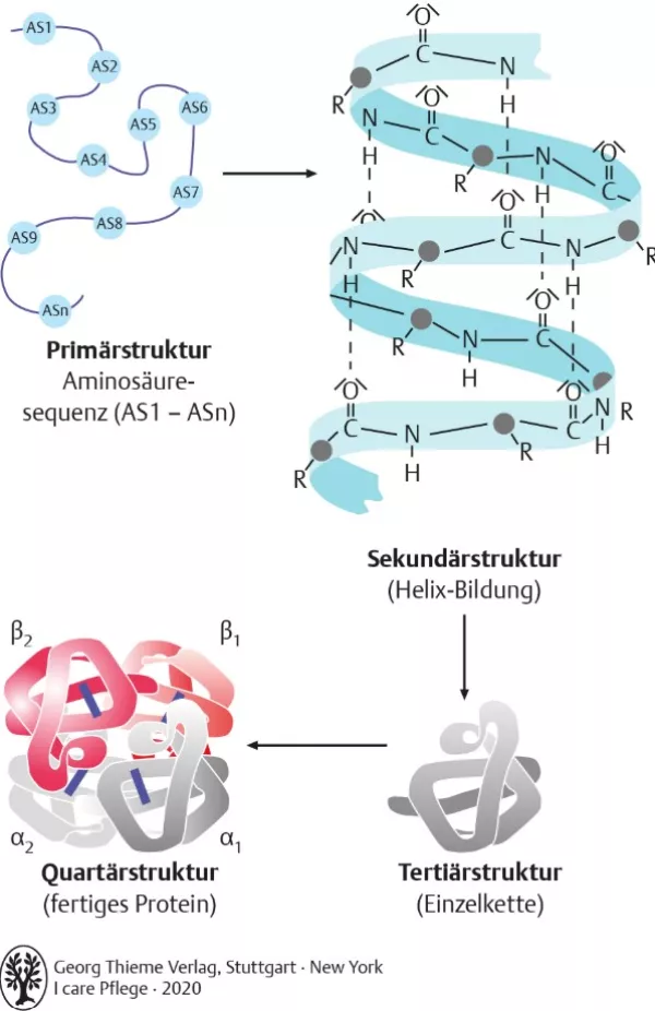 Bild: I Care Anatomie | Grundlagen | Proteinstruktur (Grafik)