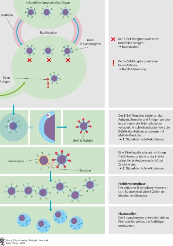 Bild: I Care Anatomie | Organsysteme | Aktivierung eines naiven B Lymphozyten (Grafik)