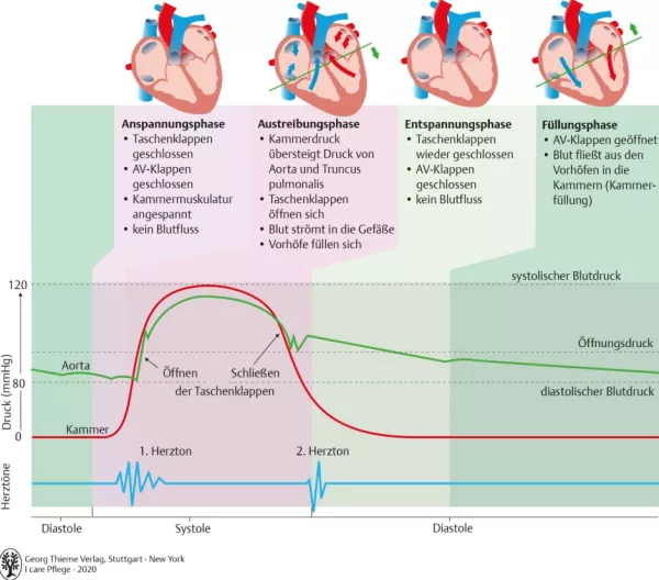 Bild: I Care Anatomie | Organsysteme | Phasen der Herztätigkeit (Grafik)