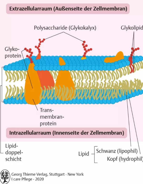 Bild: I Care Anatomie | Grundlagen | Aufbau der Zellmembran (Grafik)