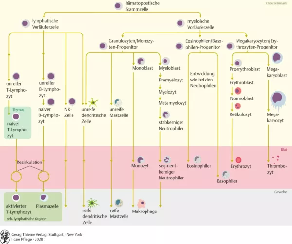Bild: I Care Anatomie | Organsysteme | Blutbildung Hämatopoese (Grafik)