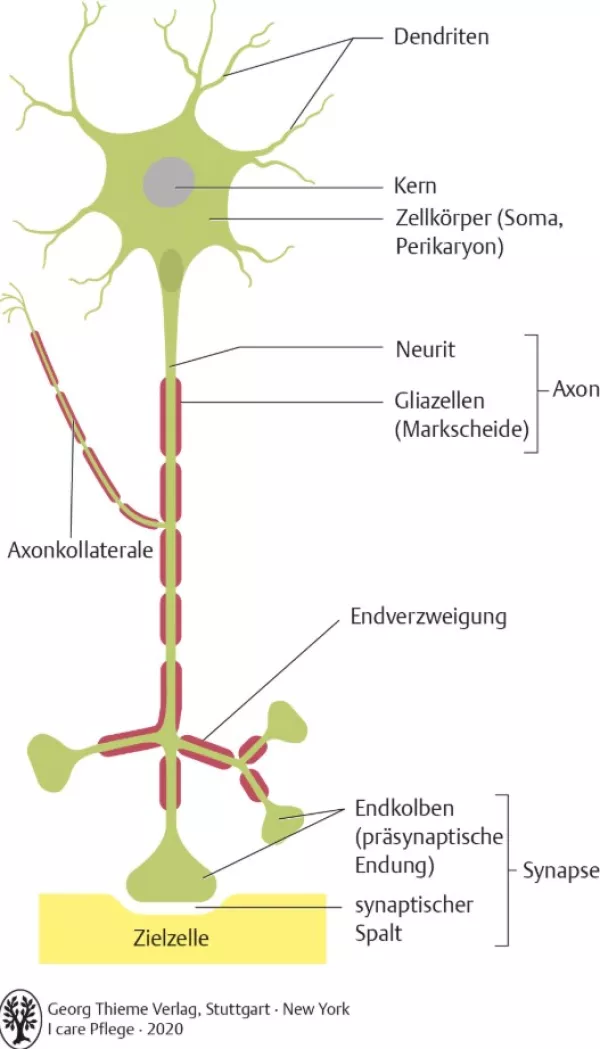 Bild: I Care Anatomie | Grundlagen | Aufbau eines Neurons (Grafik)
