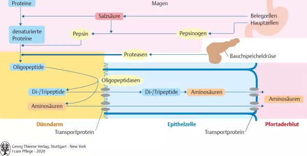 Bild: I Care Anatomie | Organsysteme | Eiweißverdauung (Grafik)