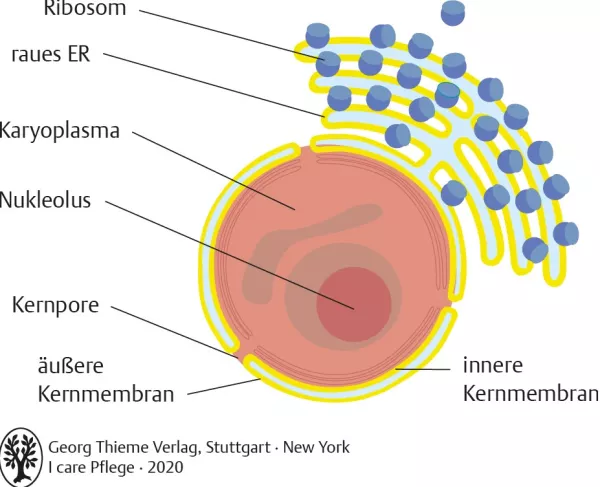 Bild: I Care Anatomie | Grundlagen | Zellkern (Grafik)
