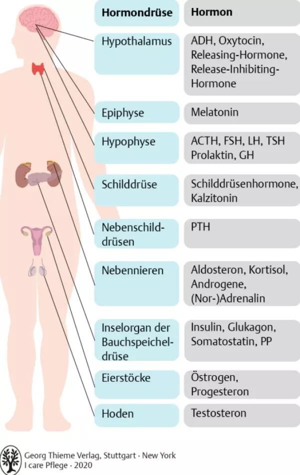 Bild: I Care Anatomie | Organsysteme | Hormone (Grafik)