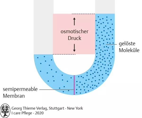 Bild: I Care Anatomie | Grundlagen | Osmose (Grafik)
