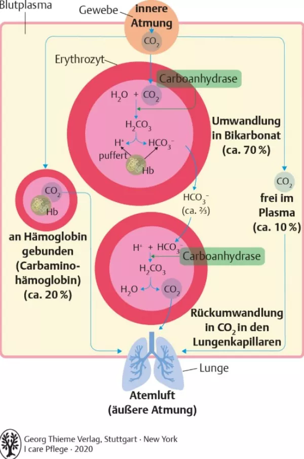 Bild: I Care Anatomie | Organsysteme | Transport von Kohlendioxid im Blut (Grafik)