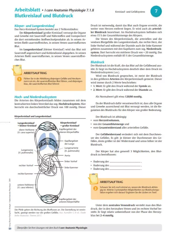 Arbeitsblatt: I Care Anatomie | Organsysteme | Blutkreislauf und Blutdruck (Arbeitsblatt)