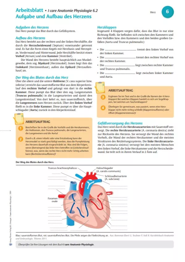 Arbeitsblatt: I Care Anatomie | Organsysteme | Herz Aufbau (Arbeitsblatt)