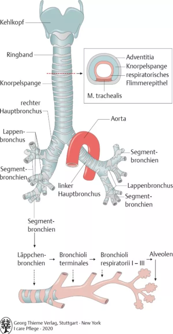 Bild: I Care Anatomie | Organsysteme | Aufzweigung des Bronchialbaums (Grafik)