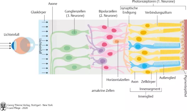 Bild: I Care Anatomie | Organsysteme | Aufbau der Retina (Grafik)