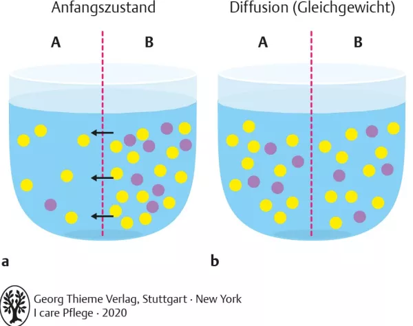 Bild: I Care Anatomie | Grundlagen | Diffusion (Grafik)