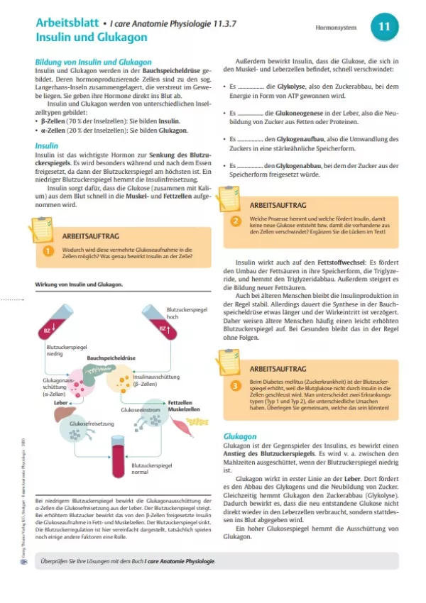 Arbeitsblatt: I Care Anatomie | Organsysteme | Blutzuckerregulation (Arbeitsblatt)