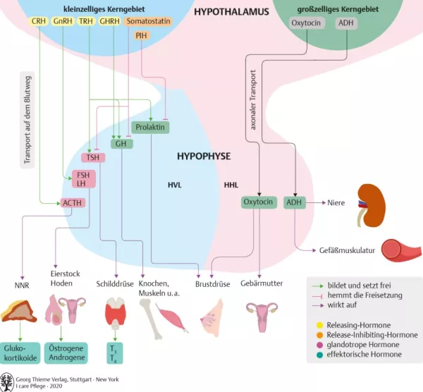 Bild: I Care Anatomie | Organsysteme | Hypothalamus Hypophysen Achse (Grafik)