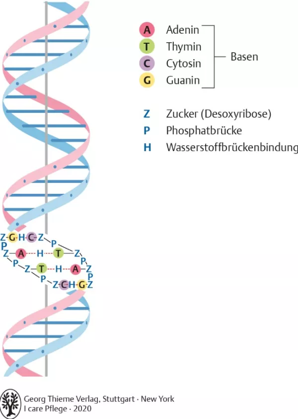 Bild: I Care Anatomie | Grundlagen | Aufbau der DNA (Grafik)