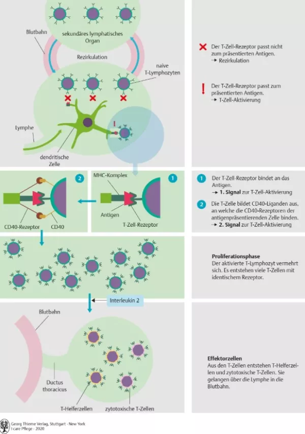 Bild: I Care Anatomie | Organsysteme | Aktivierung eines naiven T Lymphozyten (Grafik)
