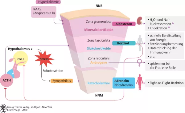 Bild: I Care Anatomie | Organsysteme | Regelkreis der Nebennierenhormone (Grafik)