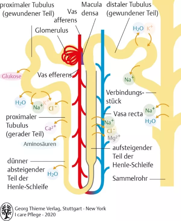 Bild: I Care Anatomie | Organsysteme | Resorption und Sekretion (Grafik)