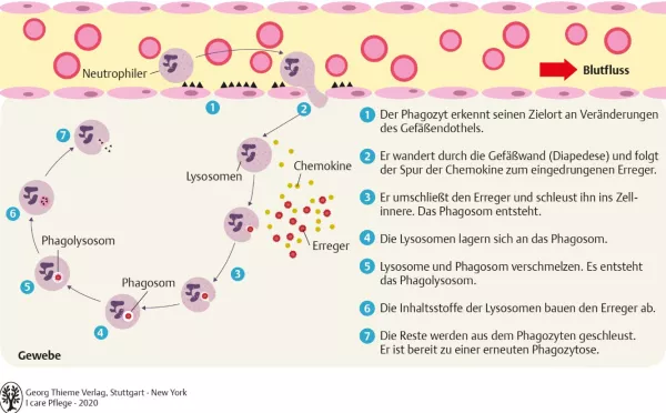 Bild: I Care Anatomie | Organsysteme | Diapedese und Phagozytose (Grafik)