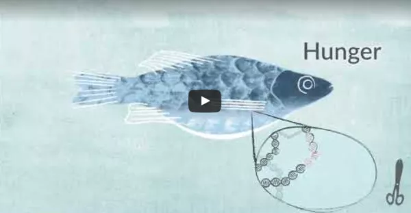 Video: Was passiert, wenn Gentechnik Fische in die Umwelt gelangen?
