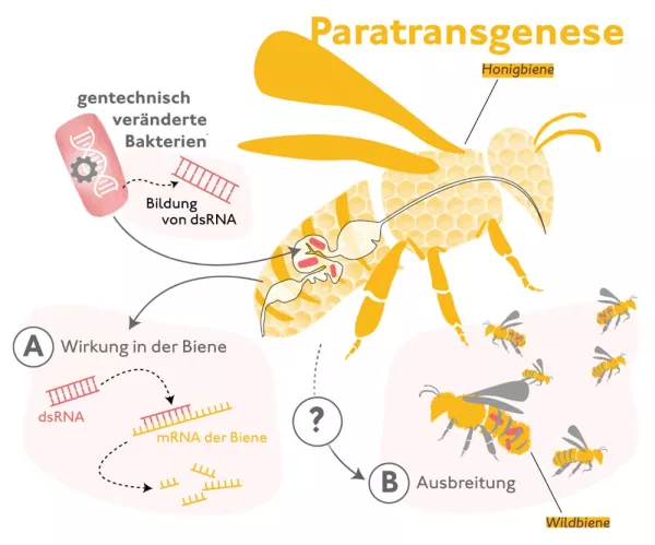 Bild: Gentechnisch veränderte Darmbakterien – Paratransgenese in der Biene