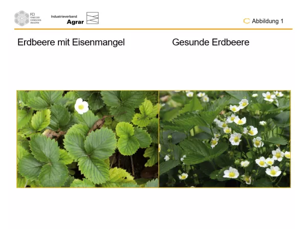 Bild: Die Pflanzen schützen, den Menschen nützen: Abbildungen