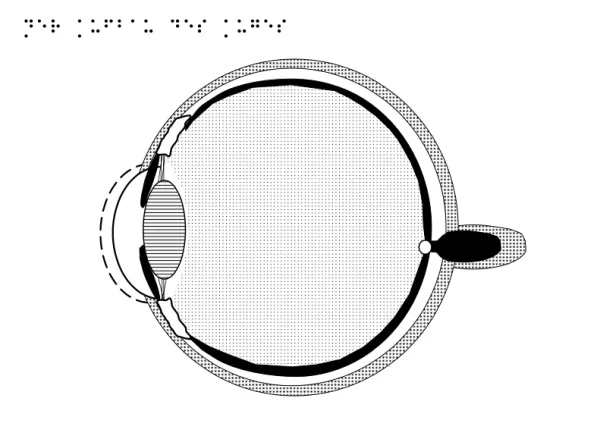 Entdeckendes: Aufbau Augapfel (pdf-Datei)