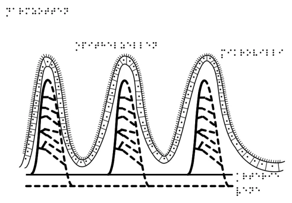 Entdeckendes: Darmzotten (pdf-Datei)