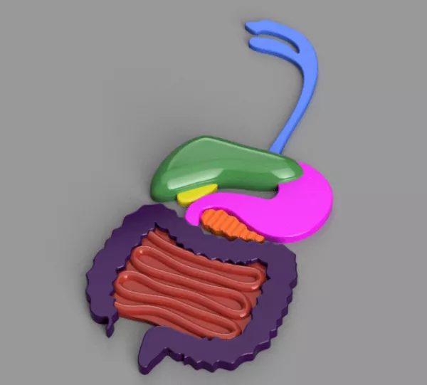 Entdeckendes: Verdauungssystem (3mf-Datei)