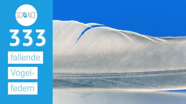 Video: Freier Fall - Vogelfeder
