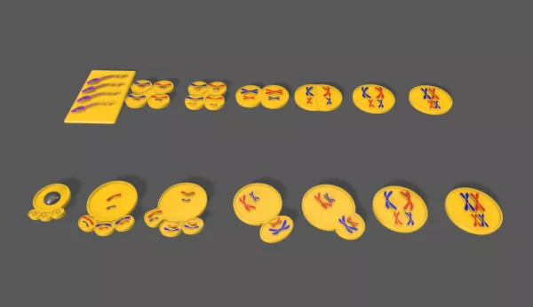 Entdeckendes: Meiose (zip-Datei)