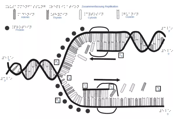 Entdeckendes: DNA-Replikation (zip-Datei)