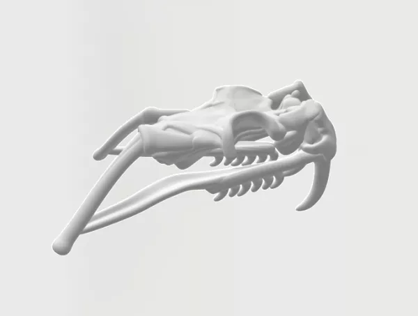 Entdeckendes: Schlangenkiefer (zip-Datei)