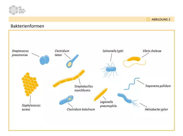 Bild: Antibiotika: Der Wettlauf mit den Keimen - Abbildungen