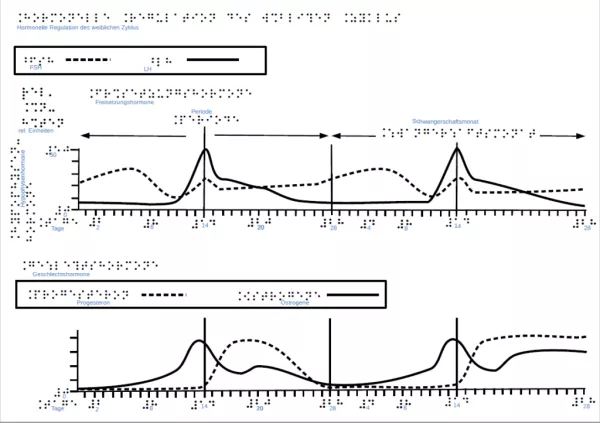 Entdeckendes: weiblicher Zyklus (odg-Datei)