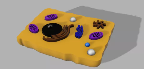 Entdeckendes: Animal Cell (zip-Datei)