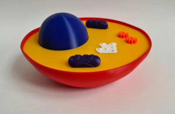 Entdeckendes: Animal Cell that splits open (zip-Datei)