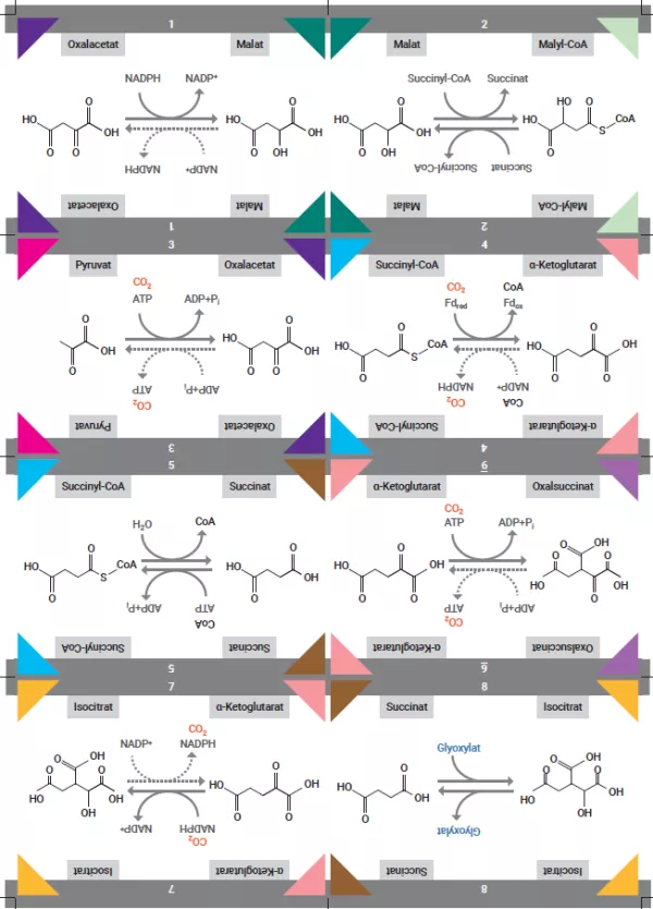 Unterrichtsbaustein: Kärtchenset „Strukturformeln“