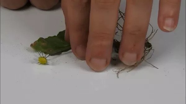Entdeckendes: Schlafende Gänseblümchen | Experiment