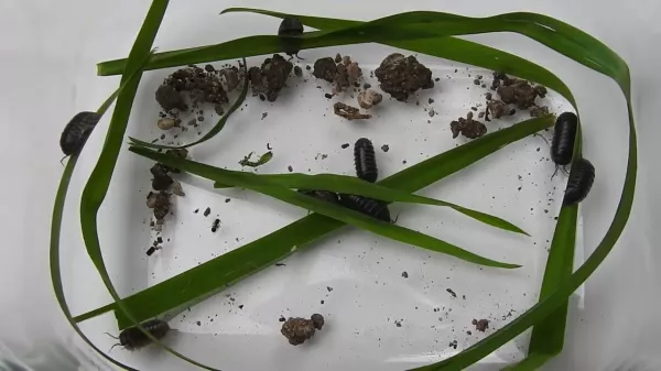 Entdeckendes: Sow Bugs | Experiment